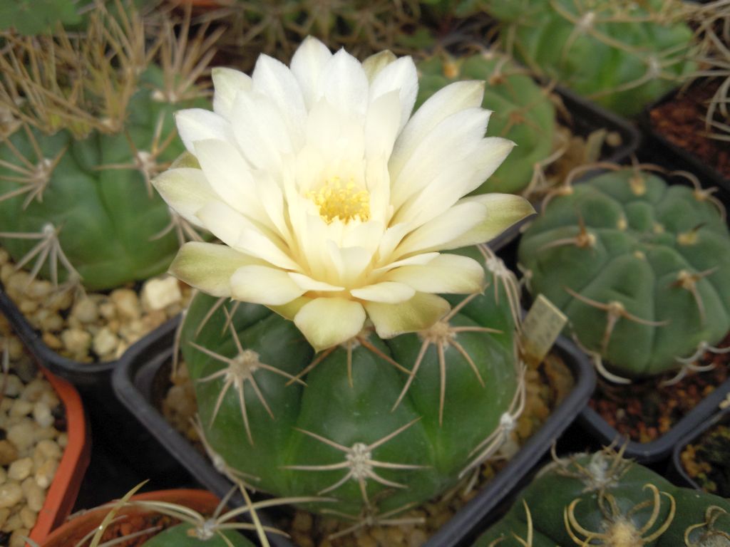 Gymnocalycium denudatum